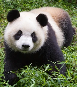 База панд в Чэнду