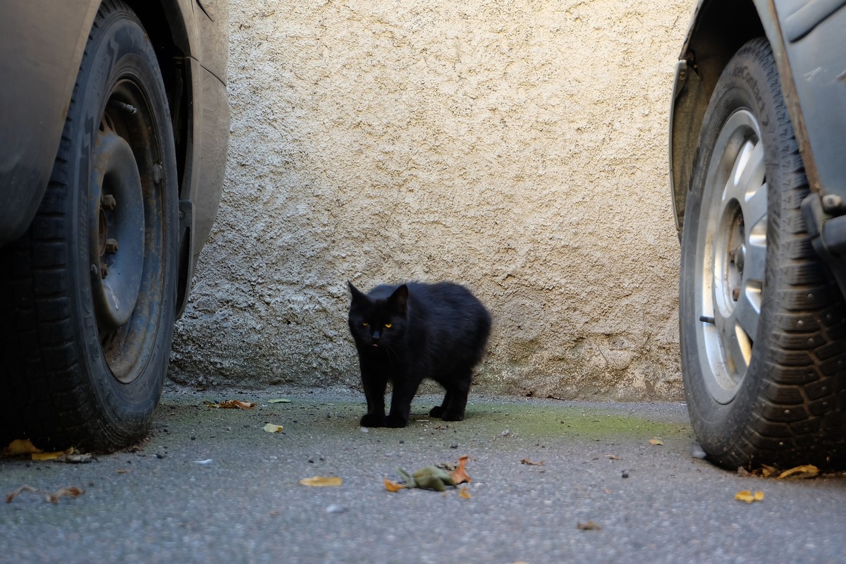 Страшные истории Петербурга (11/12)