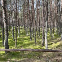 Фото отзыва 8: экскурсия "Куршская коса — природная сказка Балтики + курортный Зеленоградск"