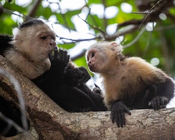 Национальный парк «Тортугеро»