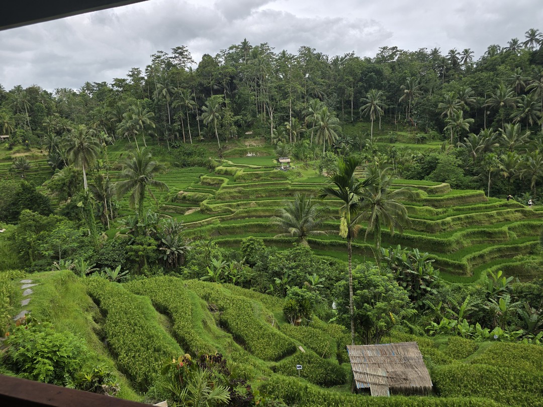 Сила - потрясающий гид. Очень интересный тур по Бали, увидели все самые лучшие места за один день, все очень понравилось, спасибо большое