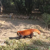 Фото отзыва 2: экскурсия "Чэнду: старый район + заповедник больших панд"