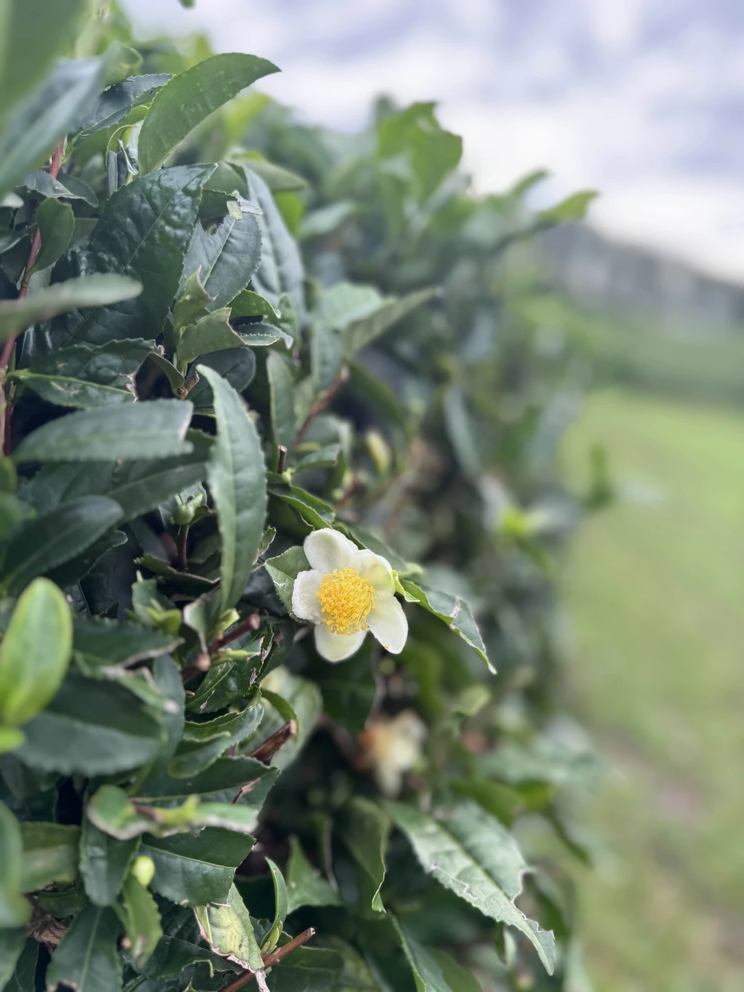 Очень целилась именно в тот маршрут, и не зря! Роман пошел навстречу в части орг. моментов