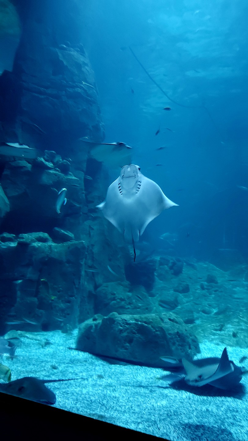 Были в июле в Стамбуле. Посетили данную экскурсию. Вопросов к организаторам в принципе нет, все понравилось