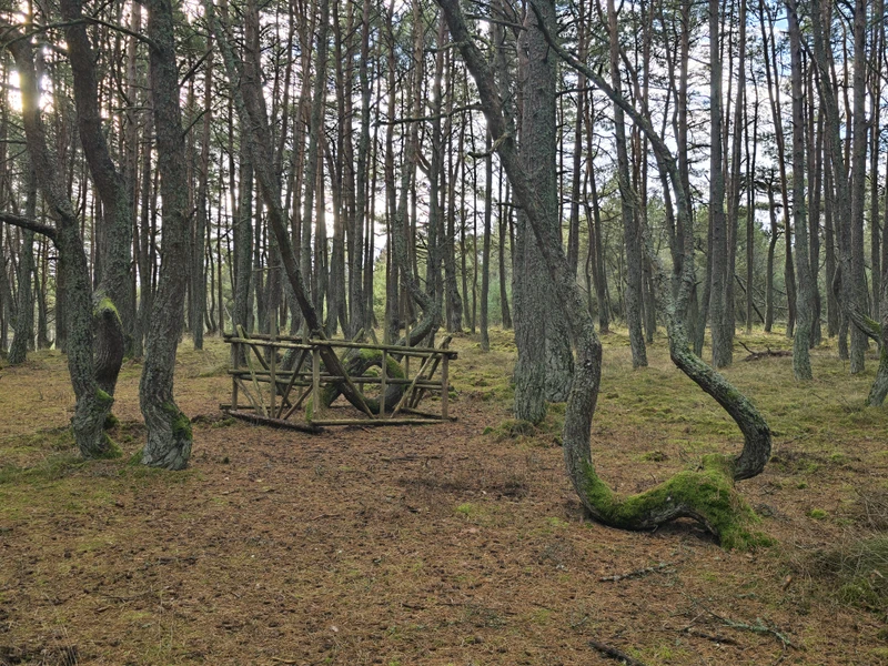Куршская коса и Зеленоградск — из Калининграда