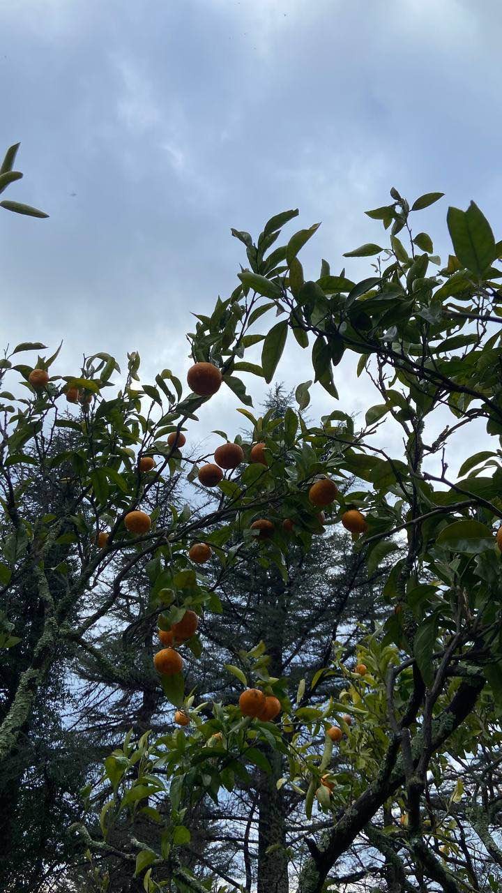 Авторская индивидуальная вайб-экскурсия в Абхазию (Юлия)