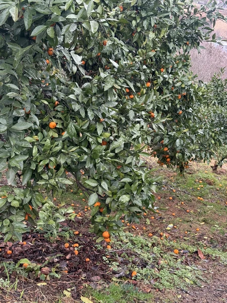 самые лучше впечатления от теплого приема этой семьи. научили готовить хинкали, хачапури аджарский и курицу сациви