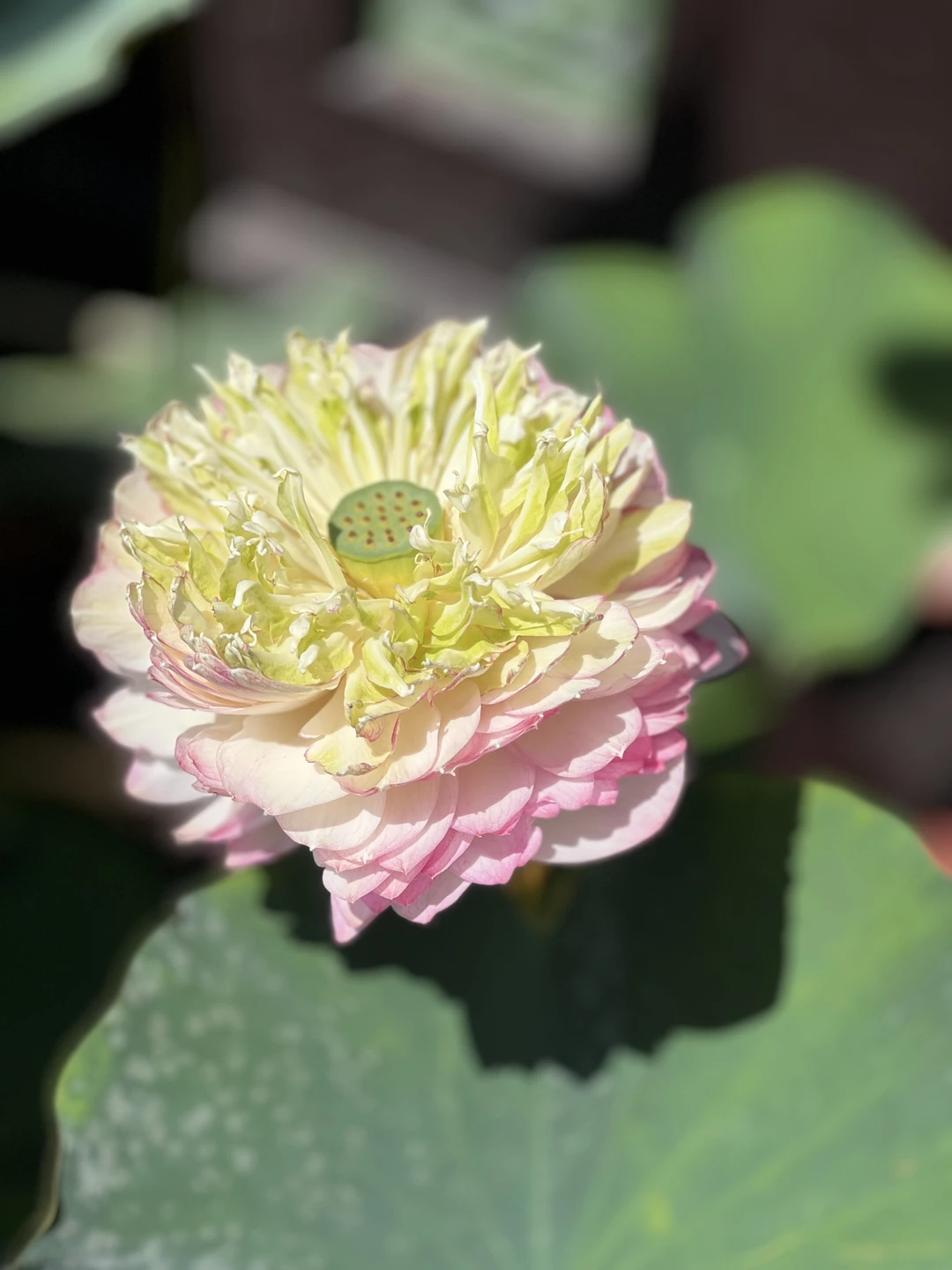 Потрясающая экскурсия, невероятно красивые виды, пение райских птиц, священная гора Таку просто оазис спокойствия и умиротворения