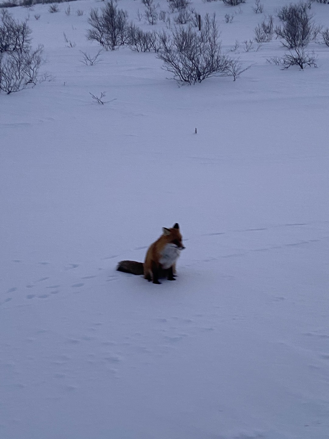 К счастью другая экскурсия в Териберку, которая была забронирована на день ранее, не состоялась, и я