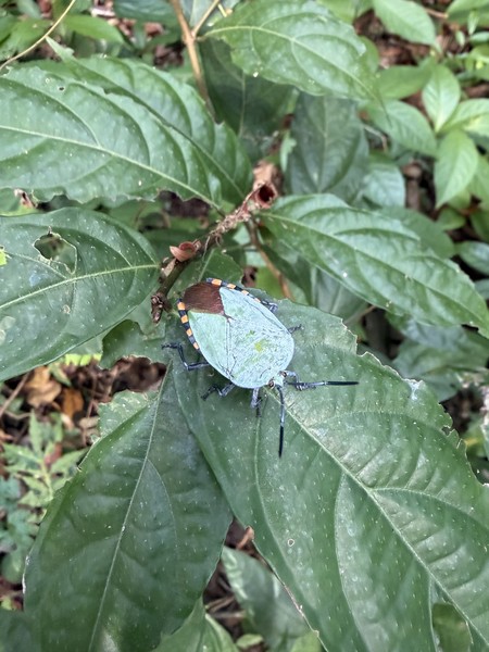 Отличная прогулка по лесу. Был я и двое детей 11 и 14 лет, прошли без проблем, интересно и не тяжело. Рекомендую
