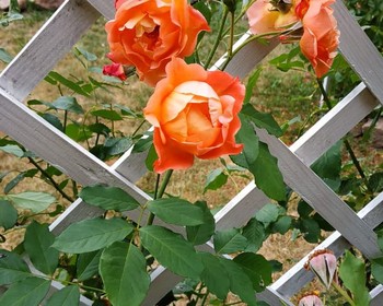 На северо-восток от Бреста