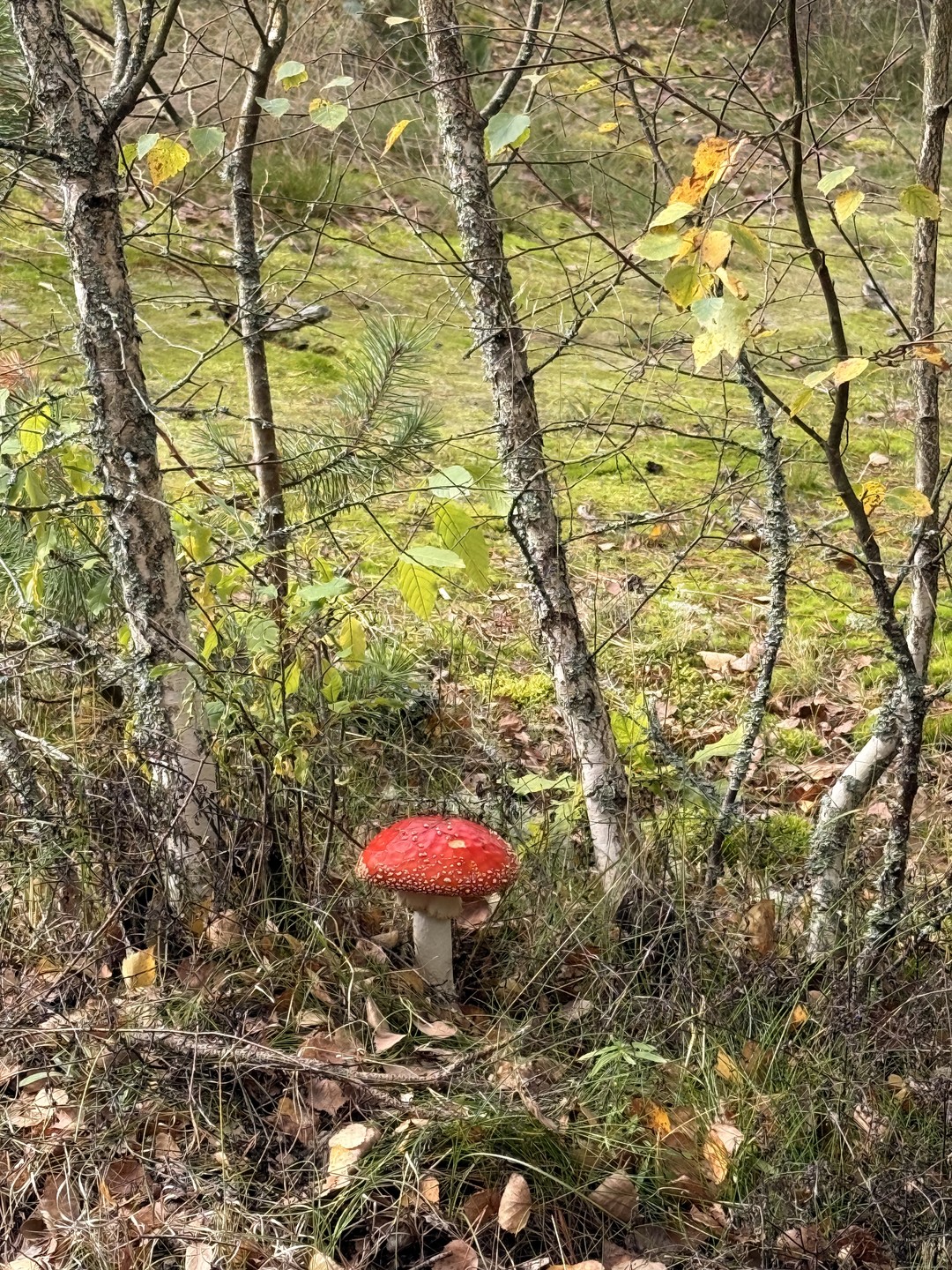На загадочную Куршскую косу - из Калининграда (инна)