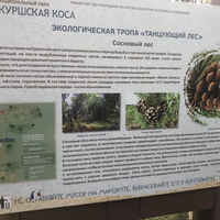 Фото туриста Анна 5 - Рано утром — на Куршскую косу