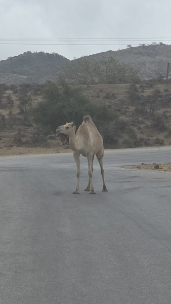 Экскурсия по западному побережью Салалы очень понравилась: насыщенный маршрут с пляжем Мугсайль, природными фонтанами, селением Шаат
