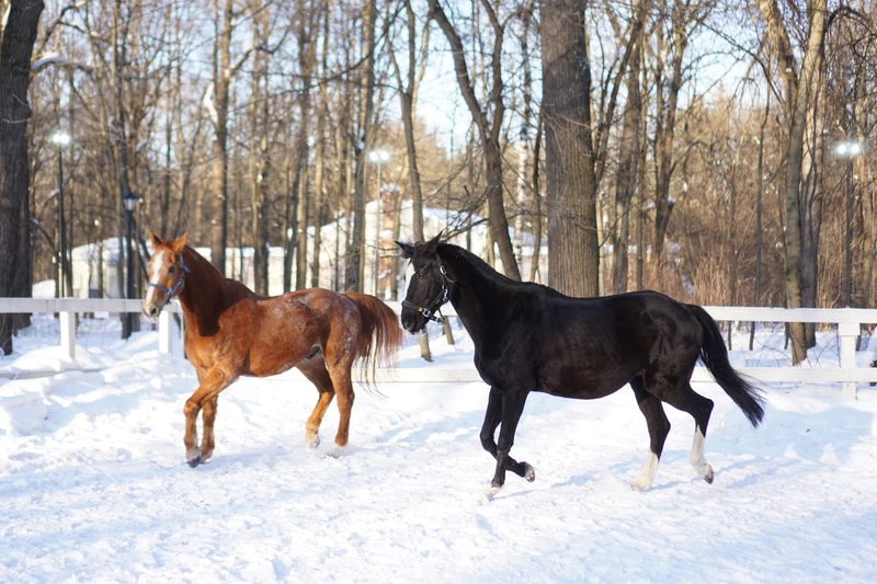 Интерактивная экскурсия по конюшне в Москве