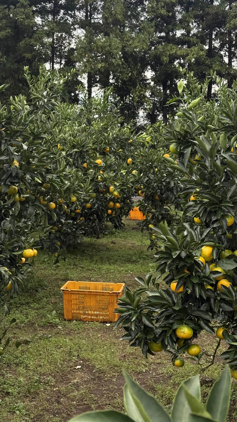 Чеджу - остров, куда хочется вернуться (Влада)
