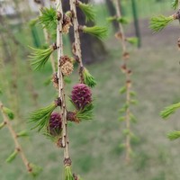 Фото отзыва 2: экскурсия "Пешеходная экскурсия по Старой Гатчине"