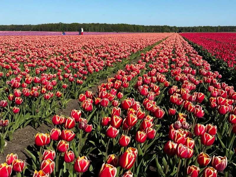 Тюльпановые поля и Коссовский дворец - из Минска