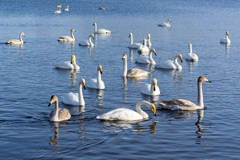 Зимнее приключение: Лебединое озеро, Алтайская принцесса и ездовые собаки