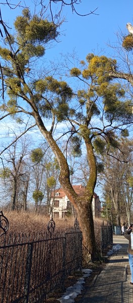Великолепная экскурсия -размереная, с объемным и интересным повествованием. Елена -потрясающий гид - рассказала множество историй про