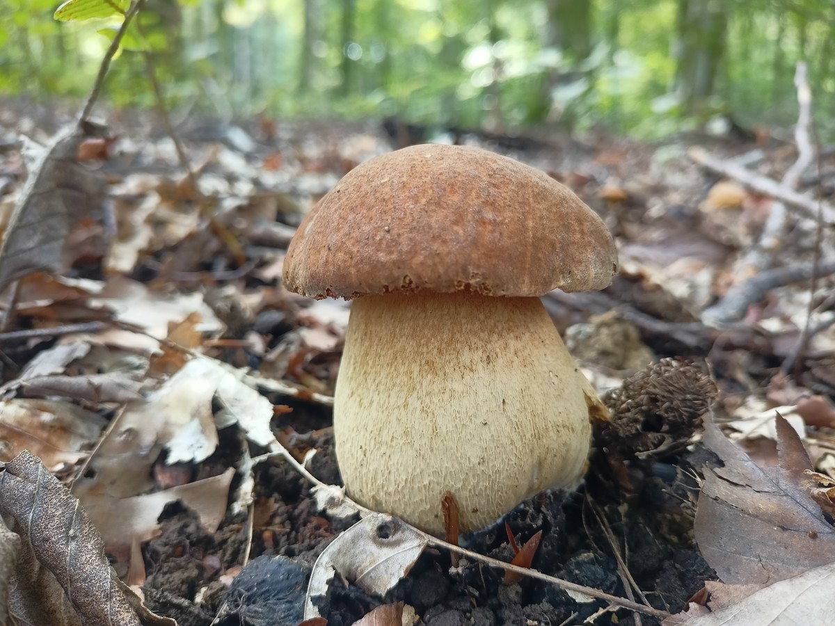 Место, где гуляли динозавры: прогулка по Колхидскому лесу в Сочи (3/14)