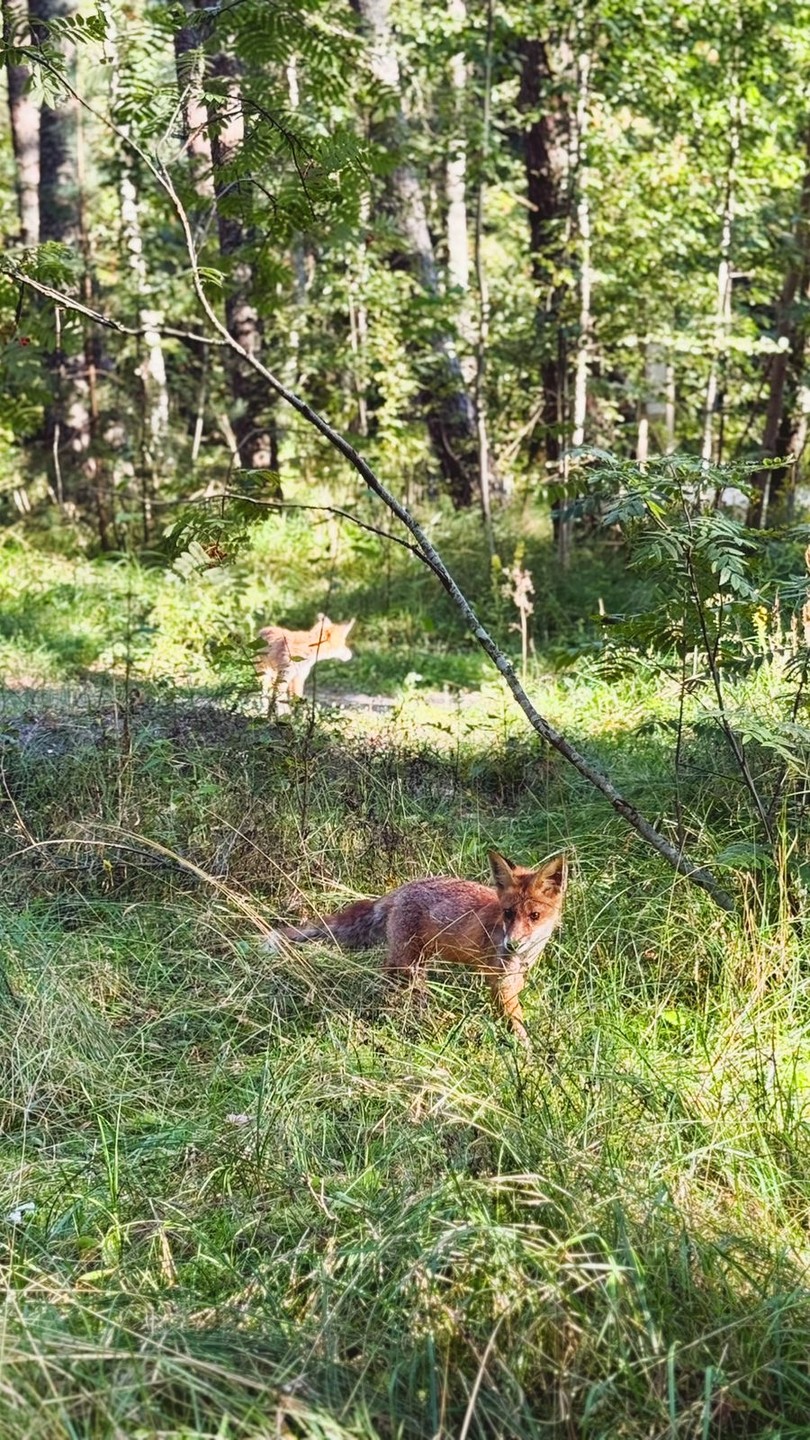 Куршская коса и Зеленоградск за 1 день (из Калининграда) (Наталья)
