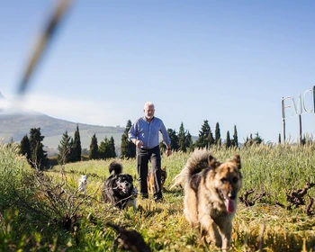 Регион Стелленбош, школа пинотажа и практика выбора блюд