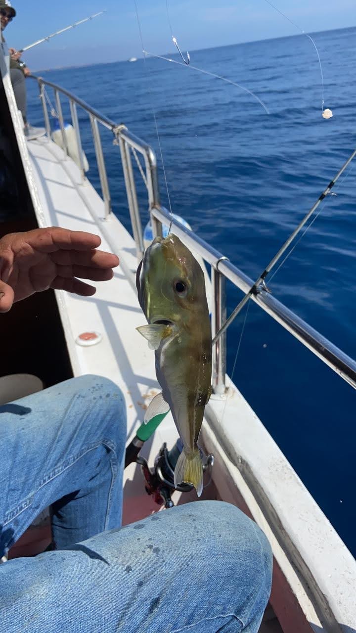 Морская рыбалка в Анталье (3/9)