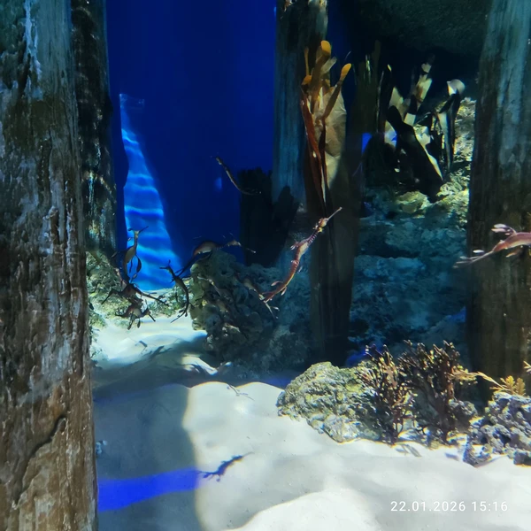 отличный экскурсовод, давно живёт в Сингапуре, хорошая речь, показала нам Сингапур с точки зрения историка, живущего тут