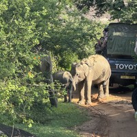 Фото отзыва 3: экскурсия "Город Элла и сафари на джипах в парке Яла — из Галле"