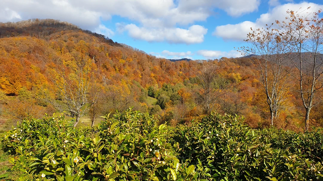 Евгений отличный гид. Т. к. из за стечения обстоятельств мы не смогли поехать в Абхазию, он