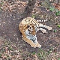 Фото отзыва 3: экскурсия "По следам тигра: Шкотовские водопады, сафари-парк + Лазурная и Стеклянная бухты"