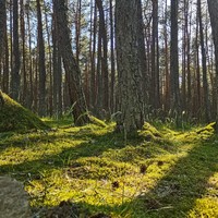 Фото отзыва 3: авторский тур "3 города Прибалтики, Куршская коса и замок Шаакен"