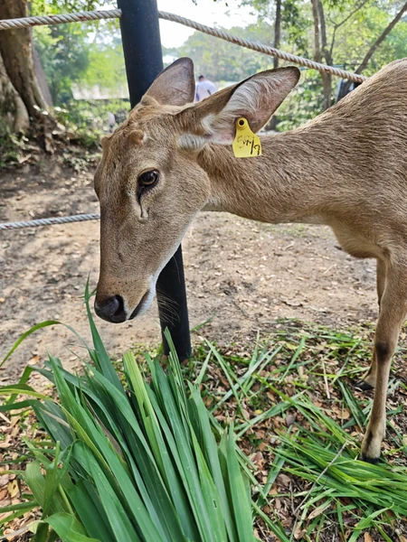 Одна из лучших экскурсий в Паттайе! зоопарк прекрасен! Друг экскурсовод Арина милашка! Всё рассказала объяснила и