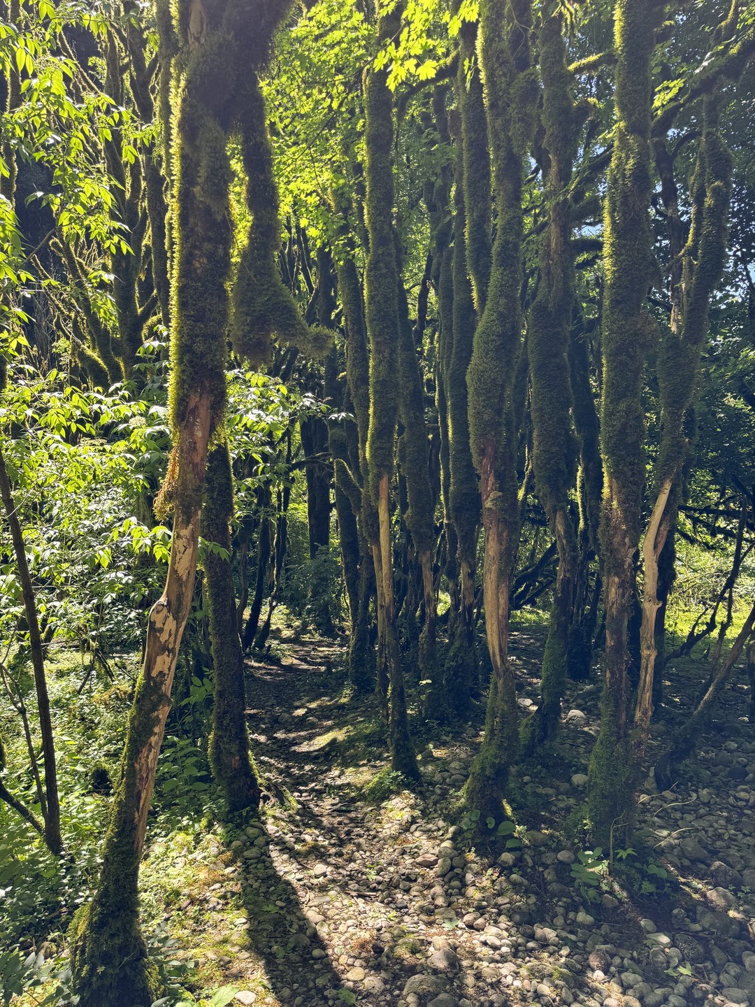 Шикарное знакомство с Абхазией!! У нас был гид Алхас, который безумно любит свою родину и знает