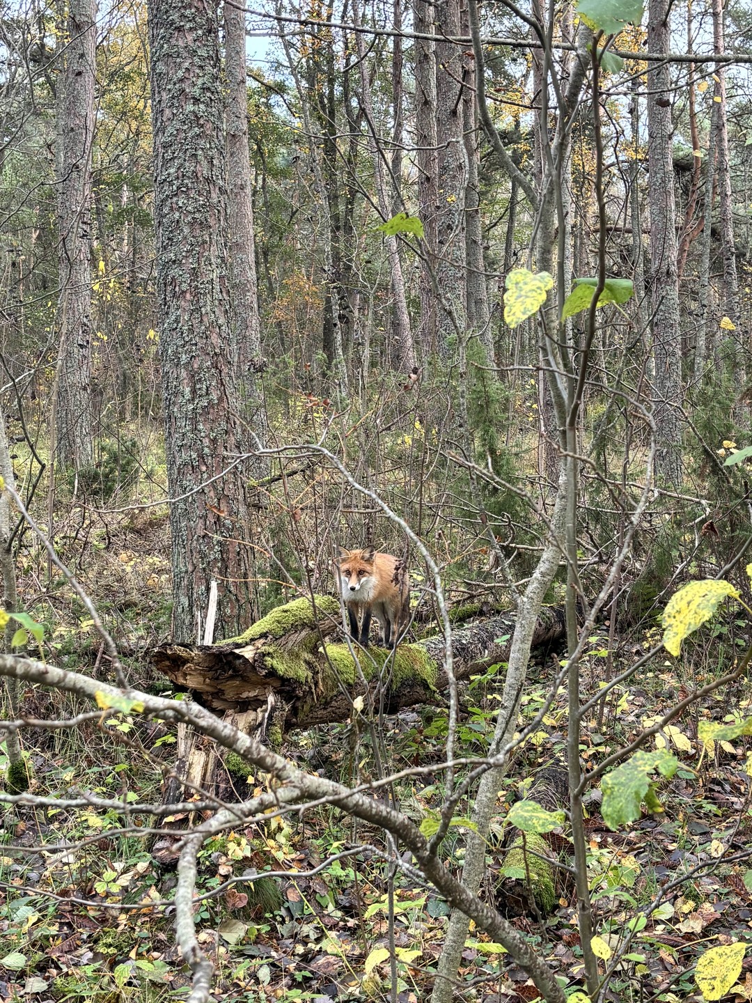 Великолепная экскурсия, огромное спасибо Александру!