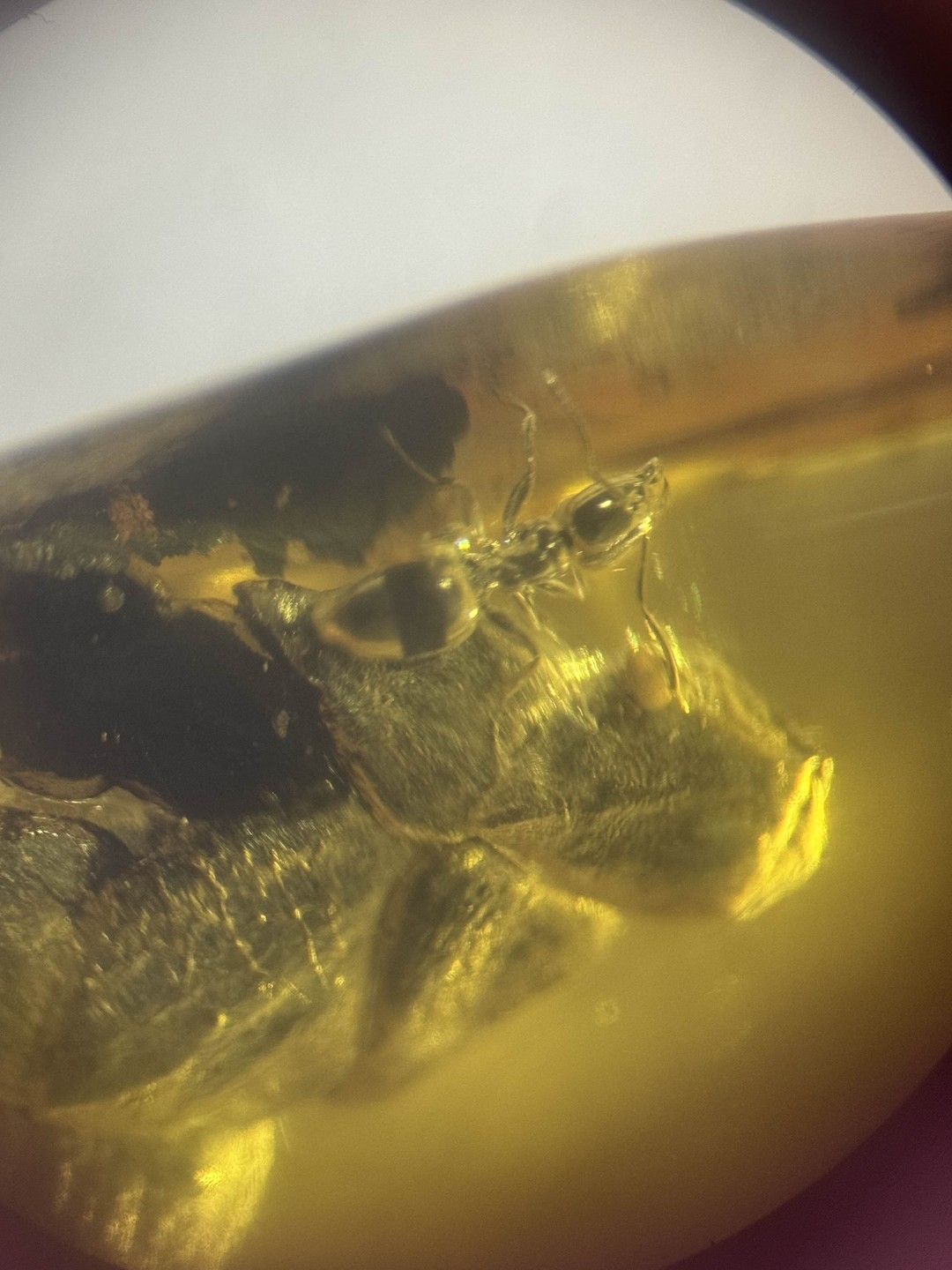 Замечательная экскурсия 🔥🔥🔥Мы без толпы и спешки прогулялись по вымощенным брусчаткой улицам исторического района Ратсхоф, посмотрели