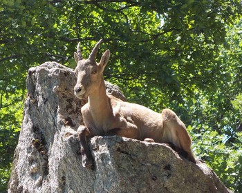 Горы Домбая и термальные бассейны комплекса «Жемчужина Кавказа»