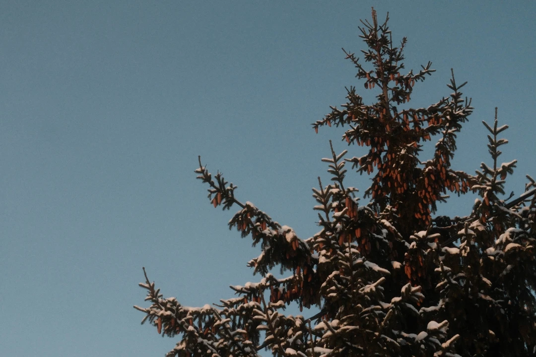 Вышла добрая поездка на лошадях в сопровождении бодрого пса Швондера. Очень хотелось посмотреть на нормальную русскую