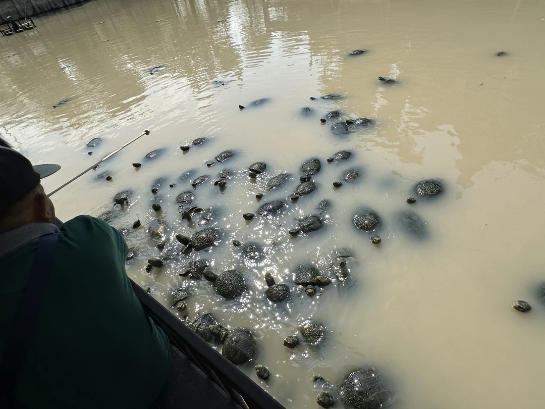 Экскурсия в Айютаю была обязательным пунктом нашего отдыха в Бангкоке. В целом поездка оправдала наши ожидания