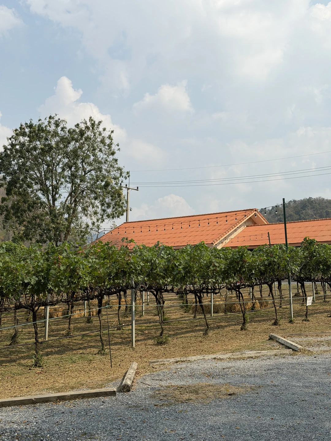 Ольга-приятный собеседник, комфортабельный автомобиль,экскурсия хорошо организована. Это наша не первая винодельня, ее уровень на высоте. Если