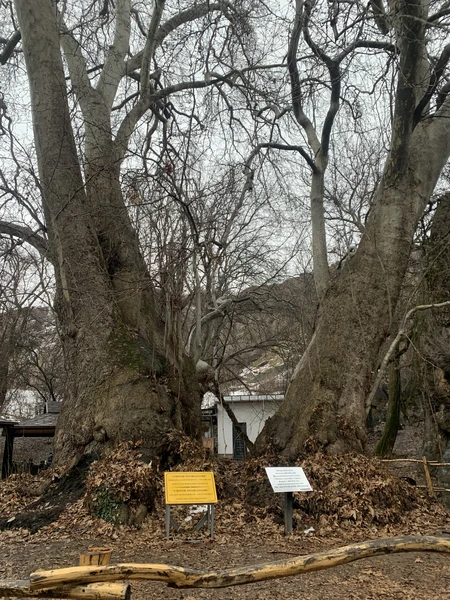 Экскурсия по горам и подъемникам. Прекрасные виды, местный колорит. Наш экскурсовод Сакен очень заботливый, интересный и