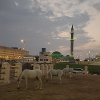 Фото отзыва 3: экскурсия "Секреты Катара на рынке Сук-Вакиф"