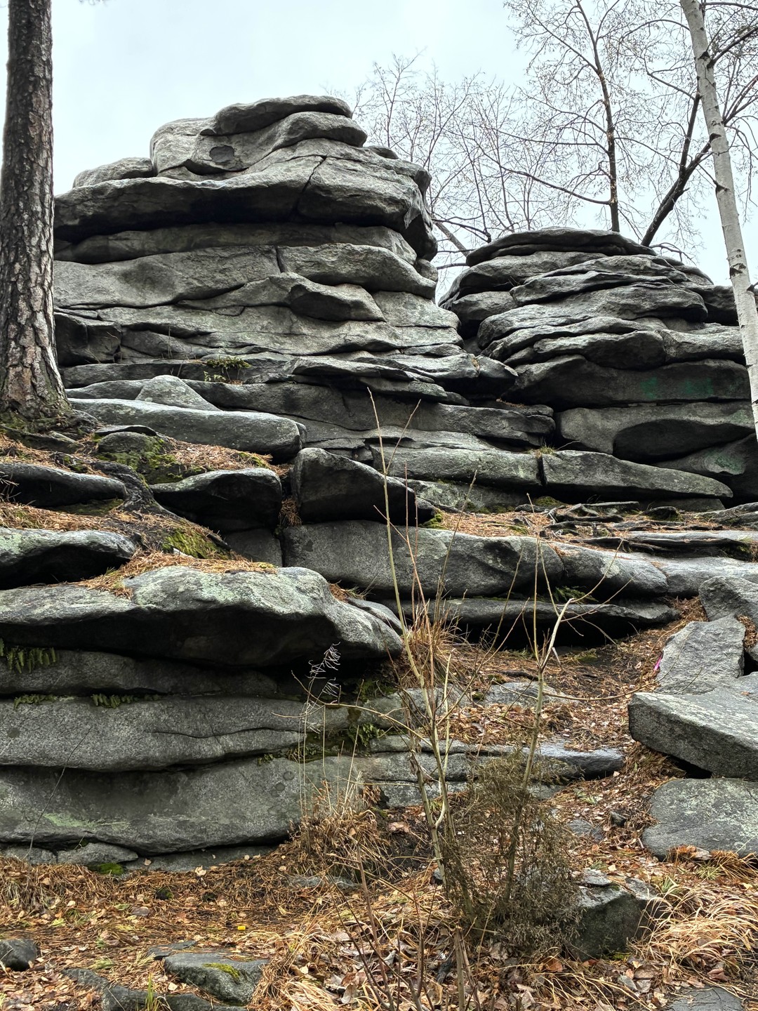 Ездили в ноябре с экскурсоводам Еленой к скалам Петрогром Трехчасовая экскурсия по прекрасному лесу. Елена прекрасный