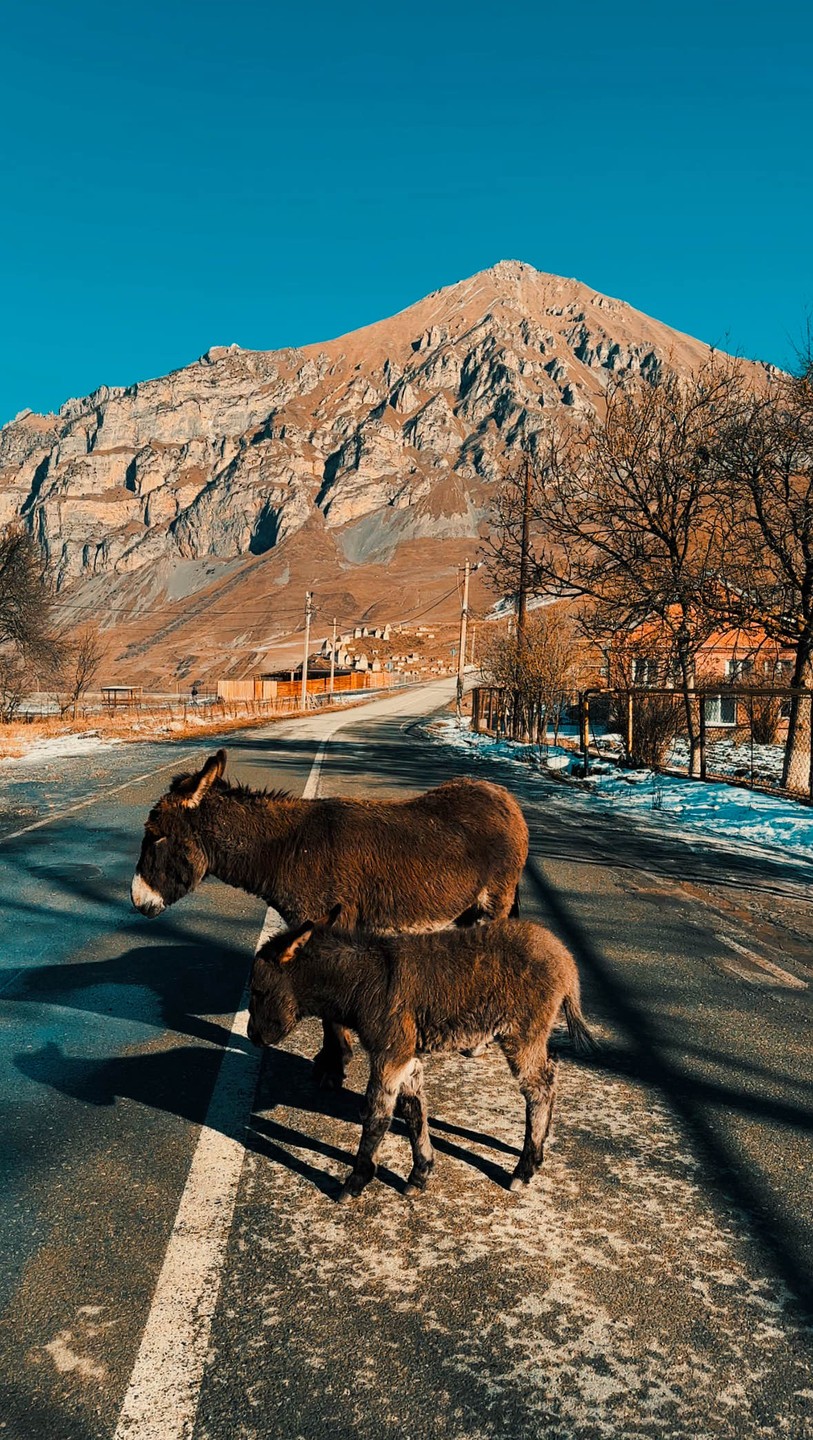 Прекрасная экскурсия в Северную Осетию! Красивые виды и дорога по пути! Отдельная благодарность гиду Николаю, внимательный