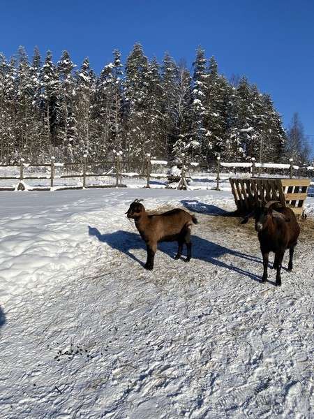 Очень красиво, вкусно и интересно! в первый день мы гуляли по Ладоге, местами снега было по