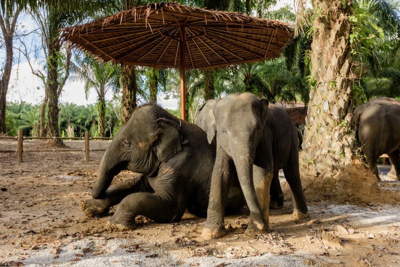 Слоны Као Лака: экскурсия по заповеднику на английском языке