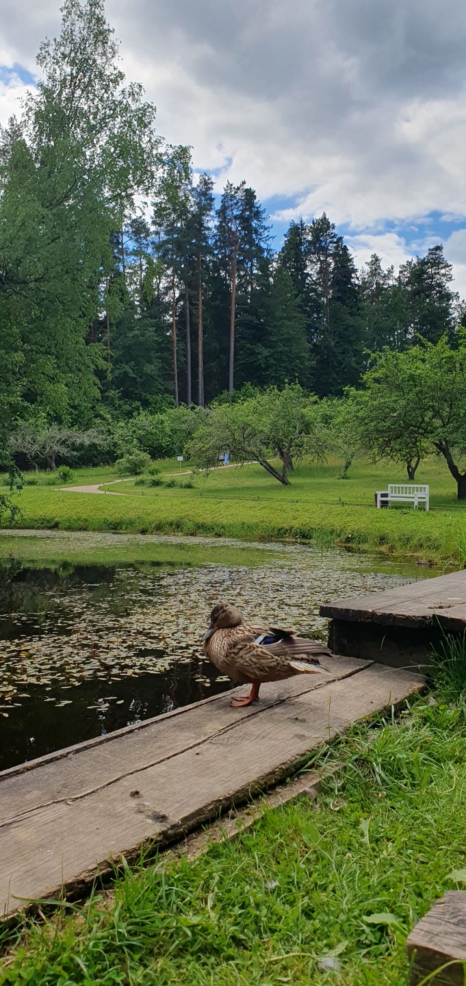 В Пушкинский заповедник из Пскова (на вашем авто) (Евгения)