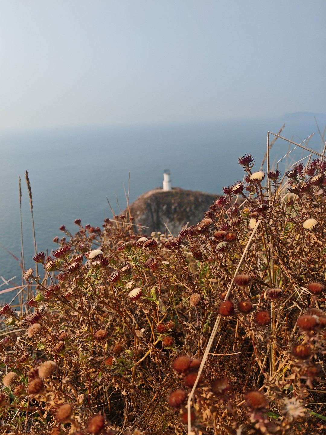 Морское приключение во Владивостоке: мыс Тобизина, котики и морепродукты (Александра)