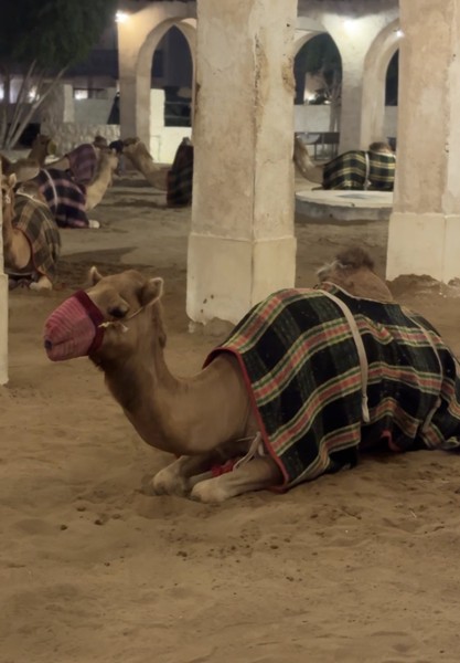 Хотим выразить огромную благодарность Фирасу за незабываемую обзорную экскурсию по Дохе! Если вы ищете не просто